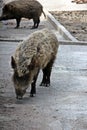 Wild boar at the zoo Royalty Free Stock Photo