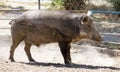 Wild boar in the zoo Royalty Free Stock Photo