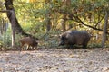 Wild boars in autumn forest Royalty Free Stock Photo