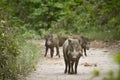 Wild boars in Bardia nationak park, Nepal Royalty Free Stock Photo