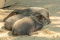 Wild boars Collared peccary sleeping Royalty Free Stock Photo