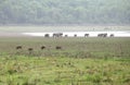 Wild boars and Elephants near RamGanga reservoir, Dhikala Royalty Free Stock Photo