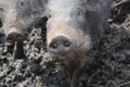 Wild boars Royalty Free Stock Photo