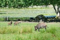 Wild boars family on the lake coast Royalty Free Stock Photo