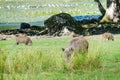 Wild boars family looking for food Royalty Free Stock Photo