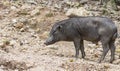 Wild boars family Royalty Free Stock Photo