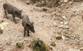 Wild boars family Royalty Free Stock Photo