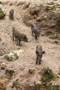 Wild boars family Royalty Free Stock Photo