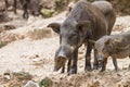 Wild boars family Royalty Free Stock Photo