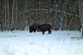 Wild boars feeding in a forest glade and observing the environment during the cold season. image of game animals in their natural