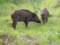 Wild boars feeding on green grain field in summer. Wild pig hiding in agricultural country copy space. Vertebrate grazing in