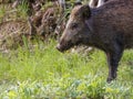 Wild boars feeding on green grain field in summer. Wild pig hiding in agricultural country copy space. Vertebrate grazing in