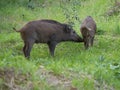 Wild boars feeding on green grain field in summer. Wild pig hiding in agricultural country copy space. Vertebrate grazing in