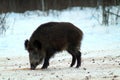 Wild boars feeding and protecting their territory in a forest glade. The unique image of hunting animals.