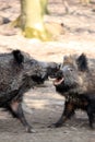 Wild boars fighting Royalty Free Stock Photo