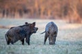 Wild boars fighting about food in forest Royalty Free Stock Photo