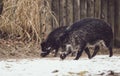 Wild boars foraging for food in the snow covered ground Royalty Free Stock Photo
