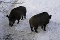 Wild Boars Foraging in Snow Royalty Free Stock Photo