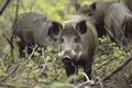 wild boars foraging in underbrush Royalty Free Stock Photo