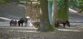 wild boars in the forest Royalty Free Stock Photo