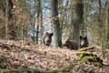 Wild boars in a forest Royalty Free Stock Photo