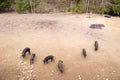 Wild boars graze in the forest. A family of wild boars in the wild.