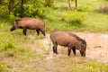 Wild boars Royalty Free Stock Photo