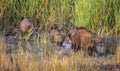 Wild Boars in Marsh
