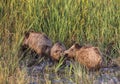 Wild Boars in Marsh