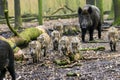 Wild boars on the move Royalty Free Stock Photo