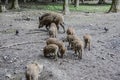 Wild boars in the mud foraging Royalty Free Stock Photo