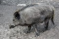 Wild boars in the mud foraging Royalty Free Stock Photo
