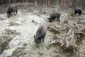 Wild boars in mud Royalty Free Stock Photo