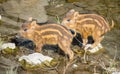 Wild Boar Sus scrofa Piglets babies crossing a small river Royalty Free Stock Photo