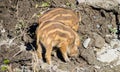 Wild Boar Sus scrofa Piglets babies scavenging for food Royalty Free Stock Photo