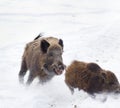 Wild boars on snow Royalty Free Stock Photo