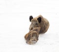 Wild boars on snow Royalty Free Stock Photo