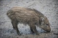 Wild boars Royalty Free Stock Photo