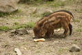 The Wild boars Sus scrofa baby feeding on dry sand, close to the forest Royalty Free Stock Photo