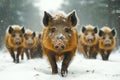 Wild boars walking through snowy forest in winter Royalty Free Stock Photo