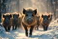 Wild boars walking through snowy forest in winter Royalty Free Stock Photo