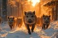 Wild boars walking through snowy forest in winter Royalty Free Stock Photo