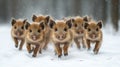 Wild boars walking through snowy forest in winter Royalty Free Stock Photo