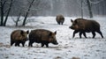 Wild Boar Family Foraging for Food in a Snowy Winter Landscape, Mammals Royalty Free Stock Photo