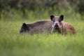 Wild boars in the wild Royalty Free Stock Photo