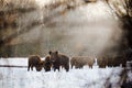 Wild boars on winter forest Royalty Free Stock Photo