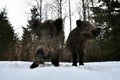 Wild boars in the woods, wide-angle view