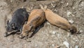 Wild Boar Sus scrofa Piglets Royalty Free Stock Photo