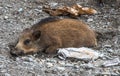 Wild Boar Sus scrofa Piglets Royalty Free Stock Photo