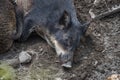 Wild Boar Sus scrofa Piglets Royalty Free Stock Photo